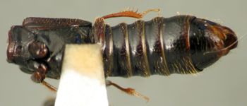 Media type: image;   Entomology 20232 Aspect: habitus ventral view